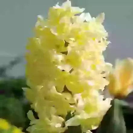 Bowls & Bedding Hyacinths